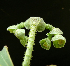 刺孢大戟(Euphorbia echinulata)