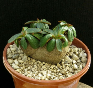 鬼笑大戟(Euphorbia ecklonii)