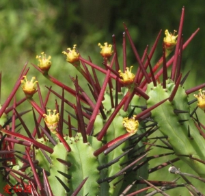 火麒麟(Euphorbia enopla)