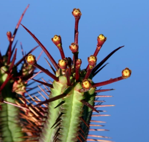 火麒麟(Euphorbia enopla)