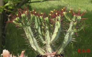 火麒麟(Euphorbia enopla)