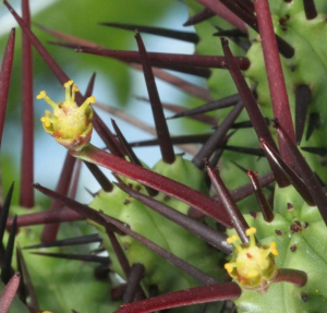 火麒麟(Euphorbia enopla)