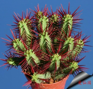 火麒麟(Euphorbia enopla)