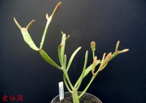 牛奶麒麟(Euphorbia enterophora)