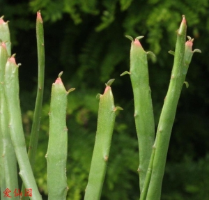 牛奶麒麟(Euphorbia enterophora)