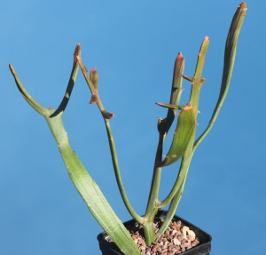 牛奶麒麟(Euphorbia enterophora)