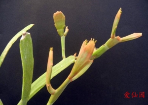 牛奶麒麟(Euphorbia enterophora)