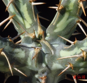 埃文大戟(Euphorbia erigavensis)