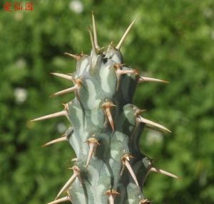 埃文大戟(Euphorbia erigavensis)