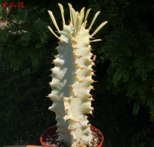 风琴大戟(Euphorbia erythraeae cv. Milk Totem)