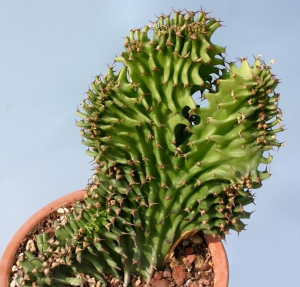 风琴大戟缀化(Euphorbia erythraeae f. monstruosa cristata)