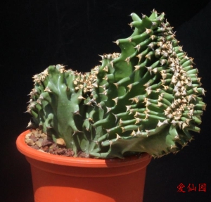风琴大戟缀化(Euphorbia erythraeae f. monstruosa cristata)