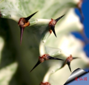 风琴大戟锦(Euphorbia erythraeae f. variegata)