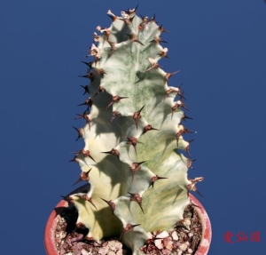 风琴大戟锦(Euphorbia erythraeae f. variegata)