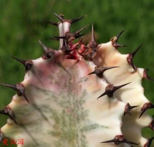 风琴大戟锦(Euphorbia erythraeae f. variegata)