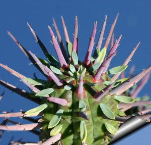 勇刺麒麟(Euphorbia ferox)