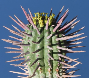 勇刺麒麟(Euphorbia ferox)