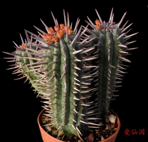 勇刺麒麟(Euphorbia ferox)