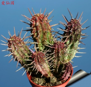 勇刺麒麟(Euphorbia ferox)