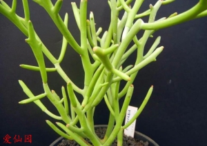 驯鹿大戟(Euphorbia fiherenensis)