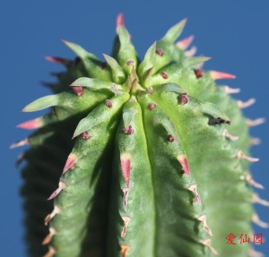 流苏大戟(Euphorbia fimbriata)