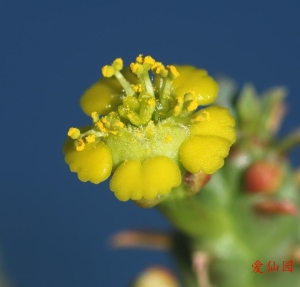 孔雀姬(Euphorbia flanaganii)