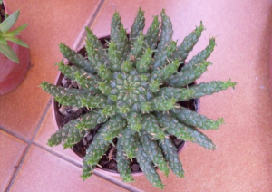 孔雀姬(Euphorbia flanaganii)