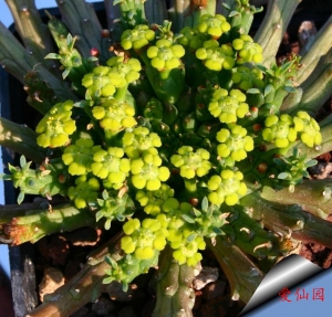 孔雀姬(Euphorbia flanaganii)