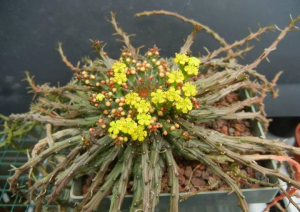 孔雀姬(Euphorbia flanaganii)