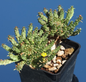 孔雀姬(Euphorbia flanaganii)