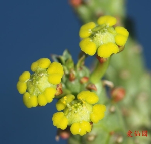 孔雀姬(Euphorbia flanaganii)