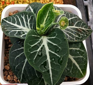 费氏大戟杂交种(Euphorbia francoisii hybrid)