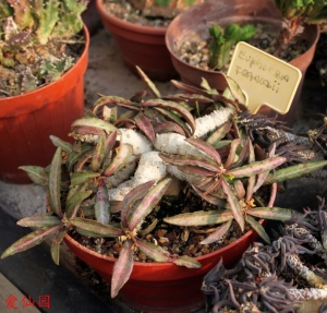 费氏大戟(Euphorbia francoisii)