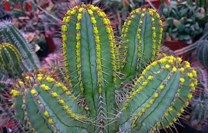 龙骨大戟(Euphorbia fruticosa)