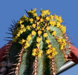 龙骨大戟(Euphorbia fruticosa)