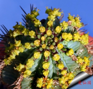 龙骨大戟(Euphorbia fruticosa)