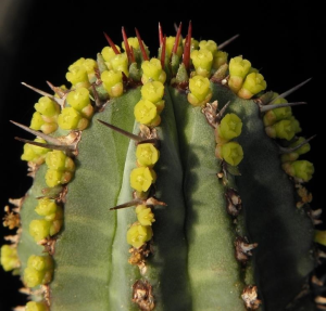 龙骨大戟(Euphorbia fruticosa)