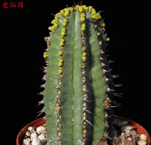 龙骨大戟(Euphorbia fruticosa)