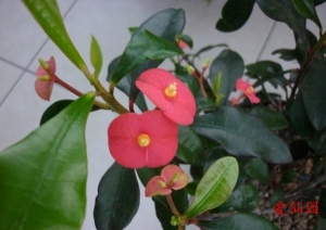 无刺麒麟(Euphorbia geroldii)