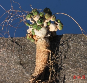 玉鳞宝(Euphorbia globosa)