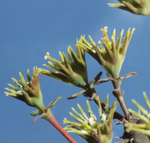 玉鳞宝(Euphorbia globosa)