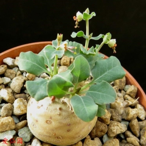 羊玉大戟(Euphorbia globulicaulis)