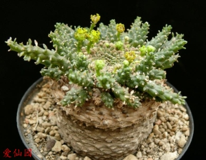 金轮祭(Euphorbia gorgonis)