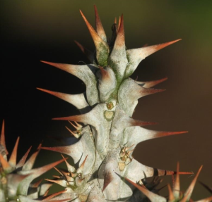 戈特大戟(Euphorbia gottlebei)