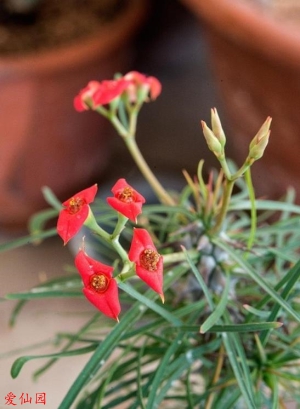 戈特大戟(Euphorbia gottlebei)