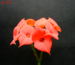 戈特大戟(Euphorbia gottlebei)