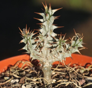 戈特大戟(Euphorbia gottlebei)