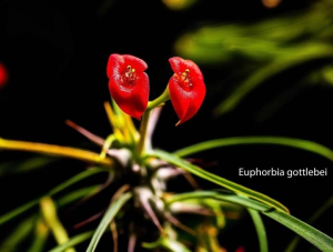 戈特大戟(Euphorbia gottlebei)