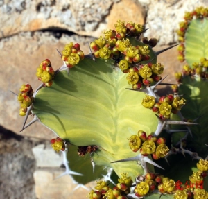 格兰大戟(Euphorbia grandialata)