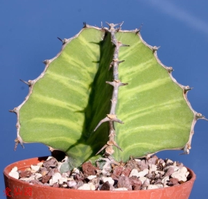 格兰大戟(Euphorbia grandialata)